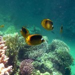 185202392_Marsa Alam reef1