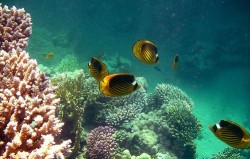 185202392_Marsa Alam reef1