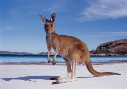 CANGURO